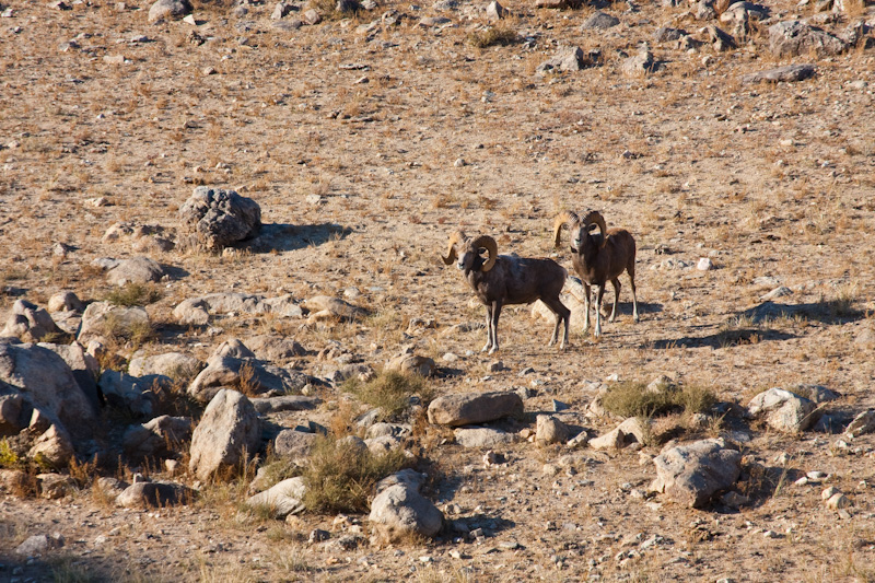 Argali